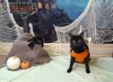 Discovery splash banner for r/blackcats Discord server
