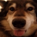 Discovery icon for The Wolp Den Discord server